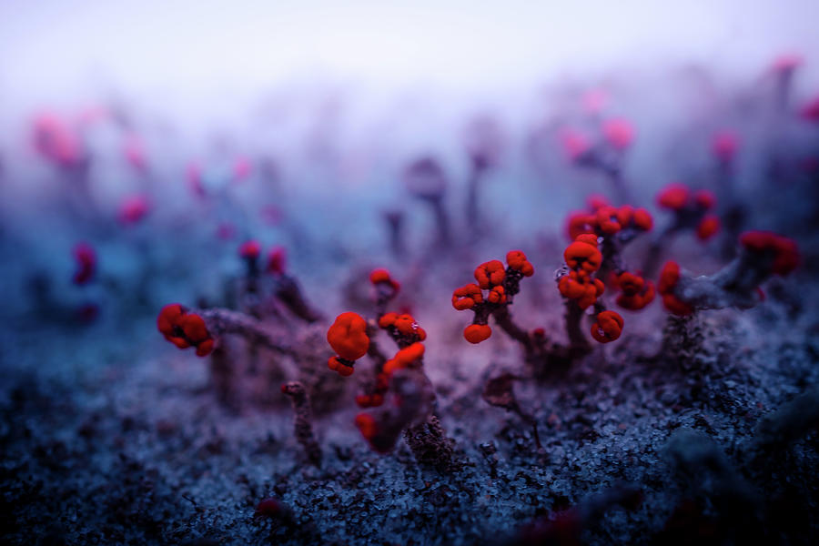 Macro of Moss on Dunes Photograph by Lilia S