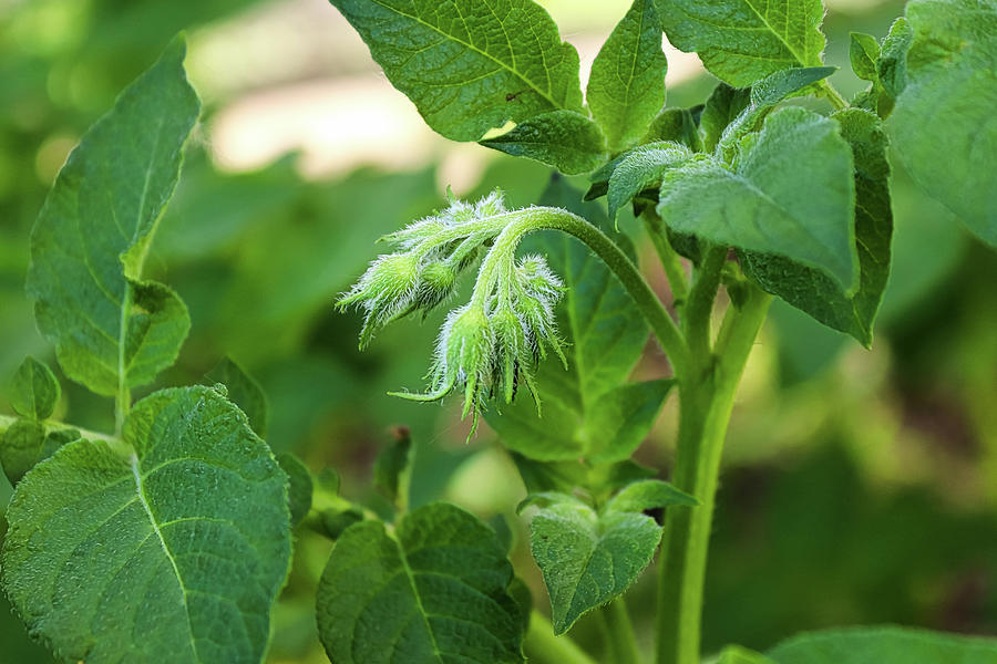 Macro of potato flower buds between leaves Photograph by Amelia Martin ...