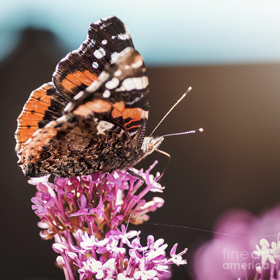 Macro of Red Admiral butterfly called Vulcain Vanessa atalanta placed on pink flower Photograph by Gregory DUBUS