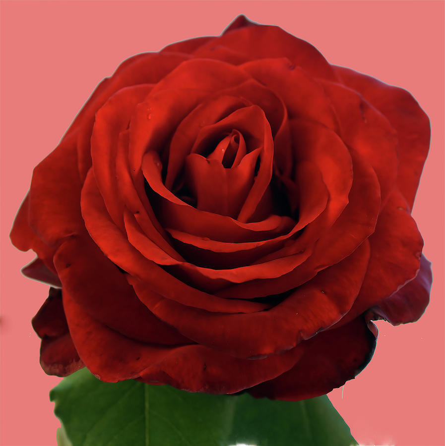 Macro of red rose  Photograph by Steve Estvanik