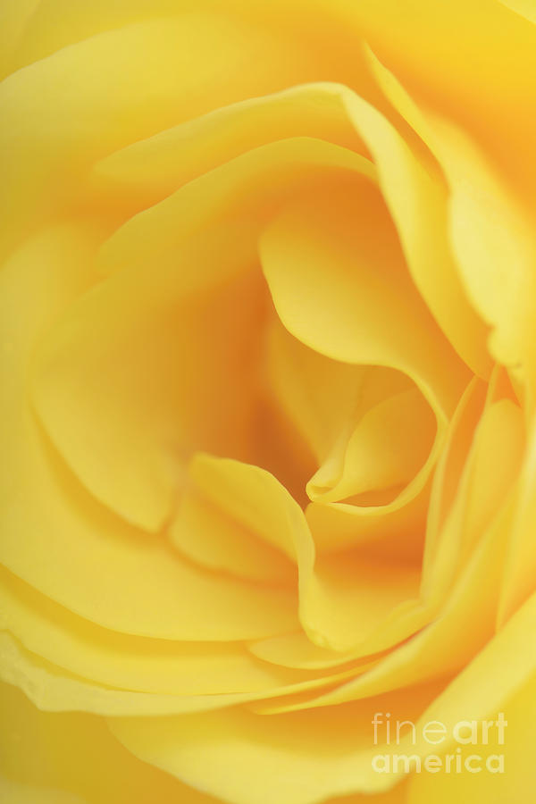 Macro of the Rose Photograph by Kiran Joshi