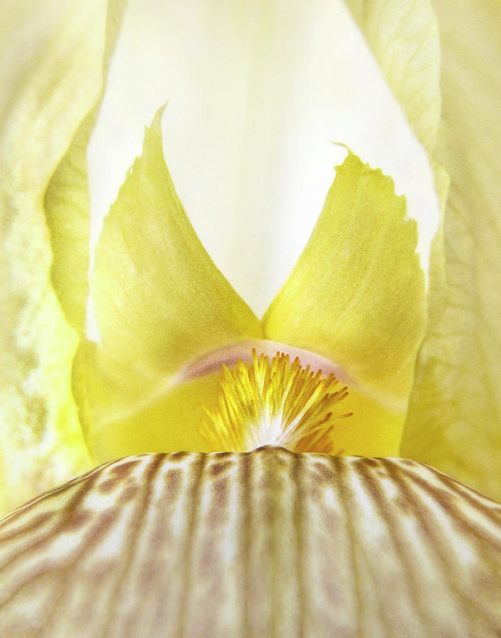 Macro of Yellow Bearded Iris Photograph by David and Carol Kelly