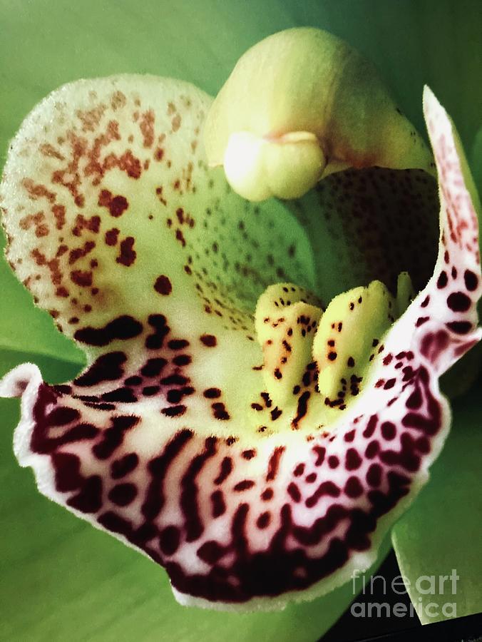 Macro Orchid Photograph
