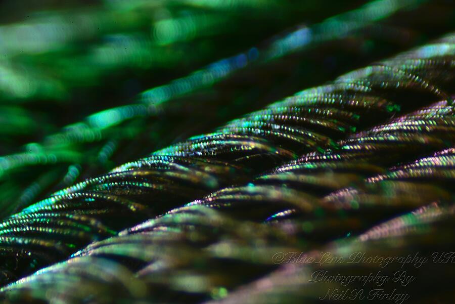 Macro Peacock Feather  Photograph by Neil R Finlay