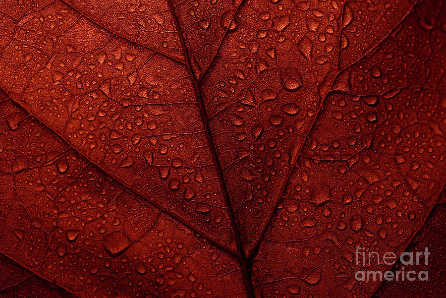 Macro photo of red fall leaf with raindrops.  Photograph by Jelena Jovanovic