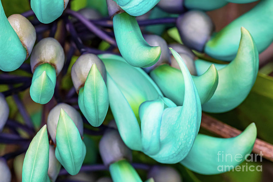 Macro Photo of the Jade Vine Flower Photograph by Phillip Espinasse ...