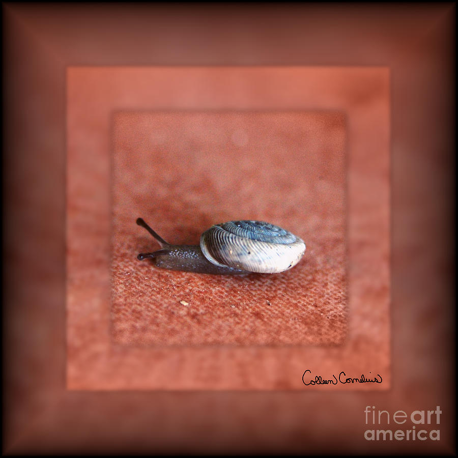 Snail Photograph - Macro Photograph of Snail on Terracotta Digital Art by Colleen Cornelius