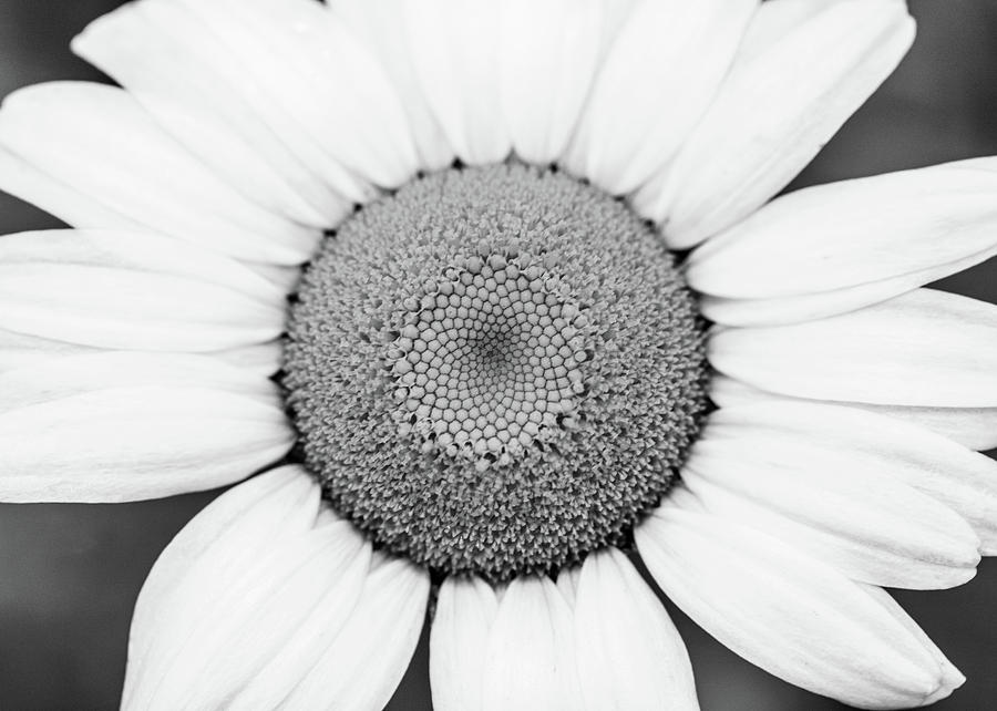 Macro Photography - Black and White Daisy  Photograph by Amelia Pearn