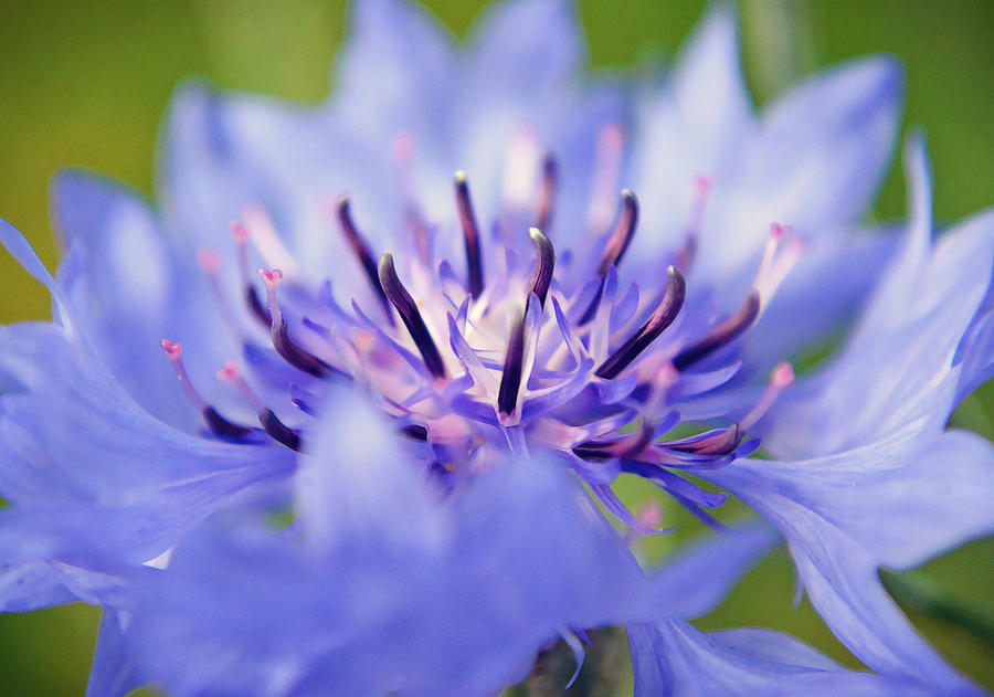 Macro Photography Blue Cornflower Close Up Photograph by Gaby Ethington