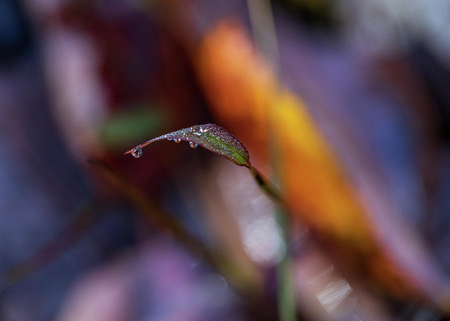 Macro Photography - Fall Foliage Photograph by Amelia Pearn
