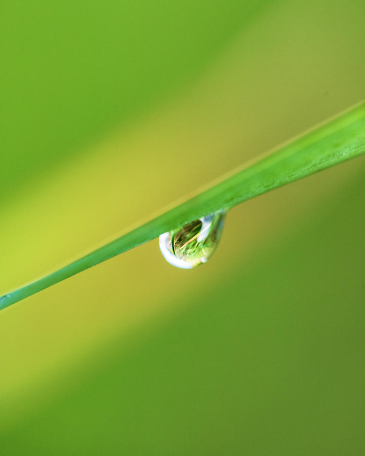 Macro Photography - Rain Drop Photograph by Amelia Pearn