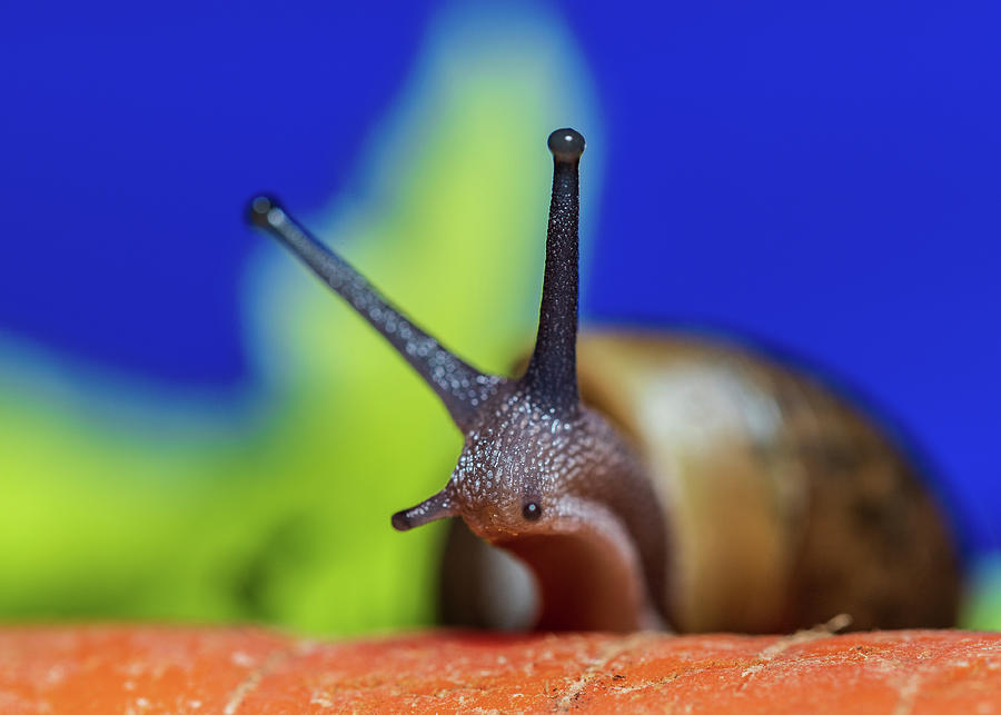 Macro Photography - Snail Photograph by Amelia Pearn