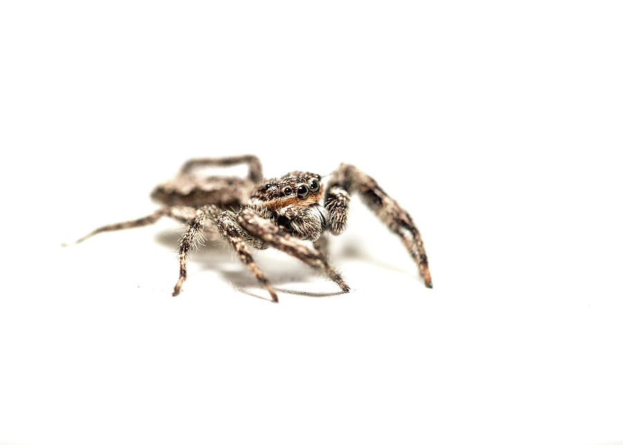 Macro Photography - Spider Profile Photograph by Amelia Pearn