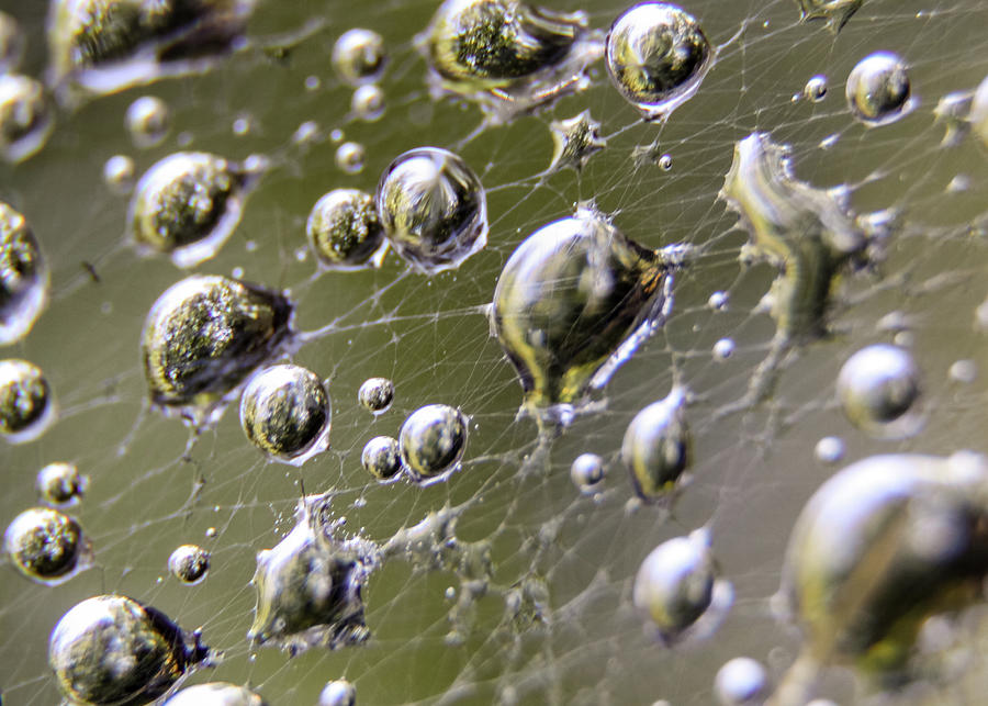 Macro Photography - Spiderweb Dewdrops Photograph by Amelia Pearn