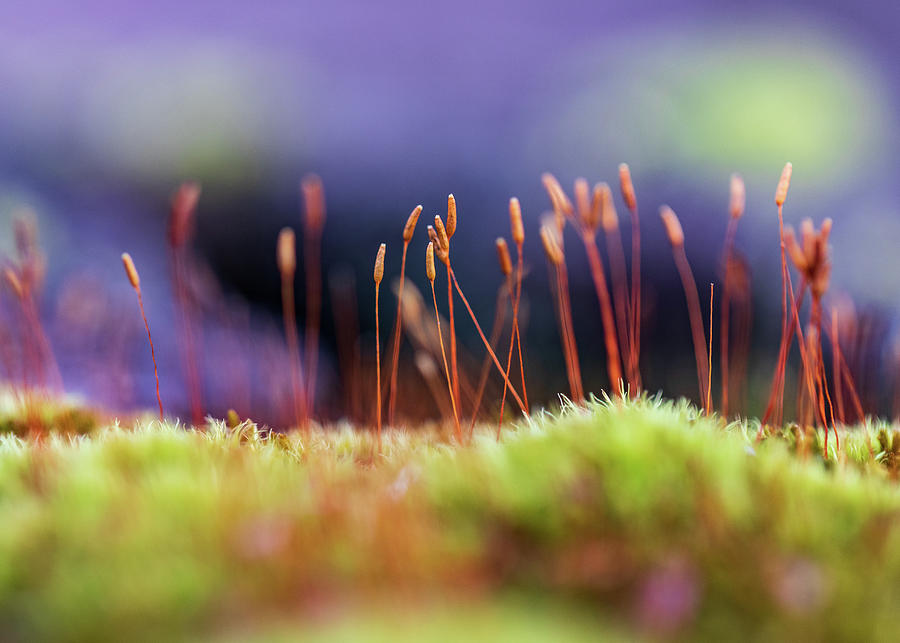 Macro Photography - Tiny Forests 2 Photograph by Amelia Pearn