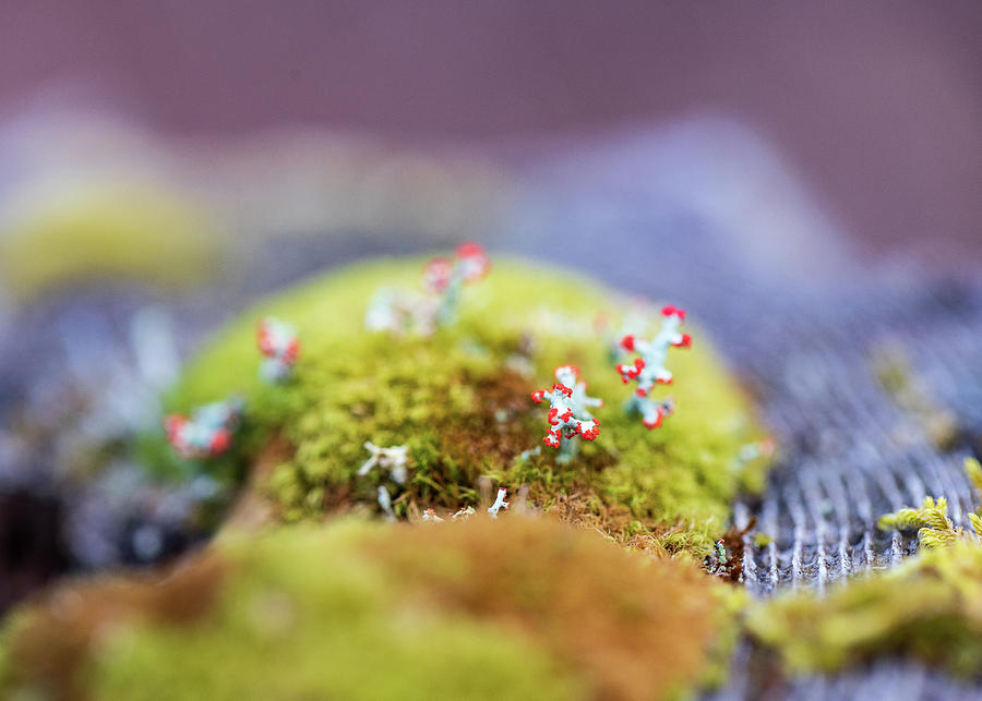 Macro Photography - Tiny Forests 3 Photograph by Amelia Pearn