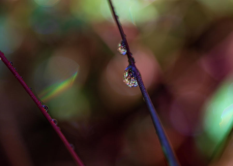 Macro Photography - Water Drops Photograph by Amelia Pearn