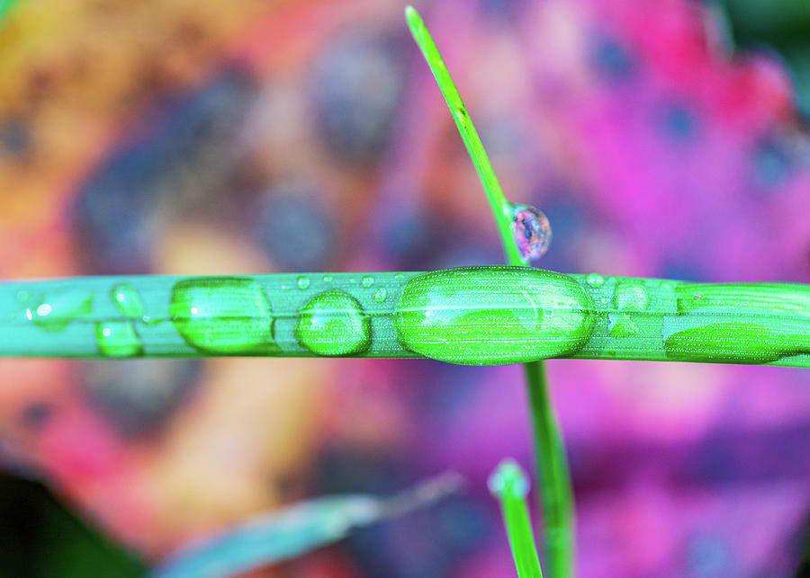 Macro Photography - Water Drops on Grass Photograph by Amelia Pearn