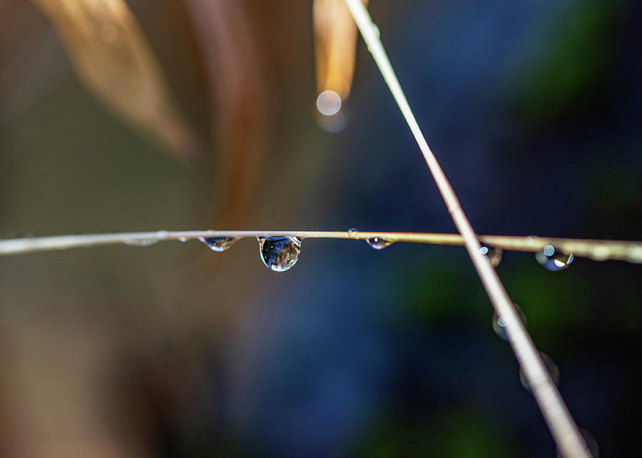 Macro Photography - Water Drops On Stem Photograph