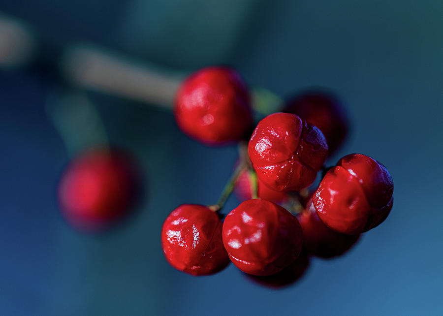 Macro Photography - Winter Berries 1 Photograph by Amelia Pearn
