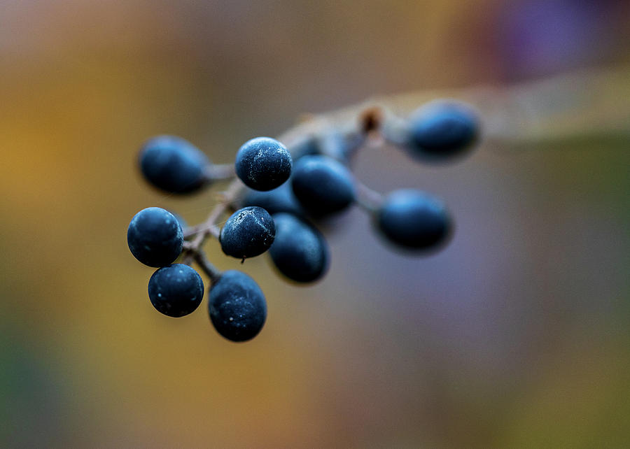 Macro Photography - Winter Berries 2 Photograph by Amelia Pearn