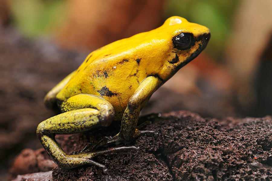 Macro picture of golden poison dart frog Photograph by Picture by Tambako the Jaguar