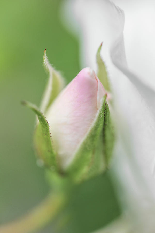 Nature Photograph - Macro Pink Rosebud Flower by Jennie Marie Schell