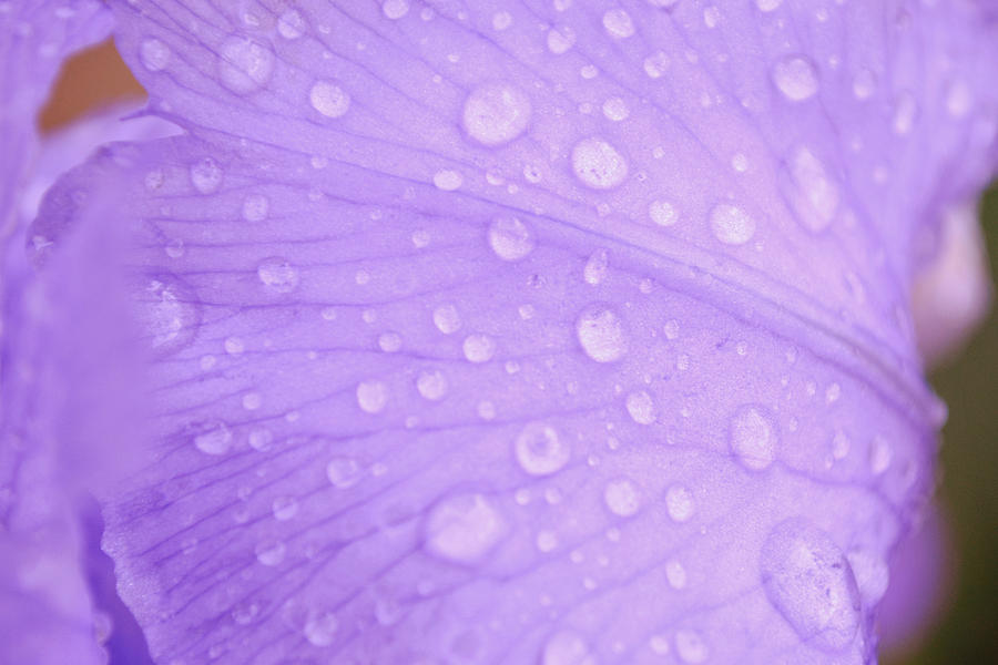 Macro Raindrops on Iris Flower Petal Photograph by Gaby Ethington