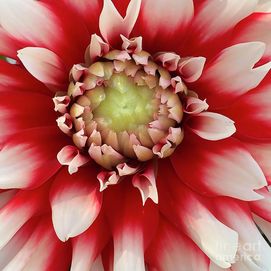 Macro Red And White Dahlia Bloom Digital Art by Kirt Tisdale