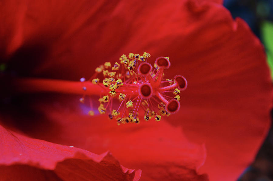 Macro Red Hibiscus Flower Stamen Photograph by Gaby Ethington