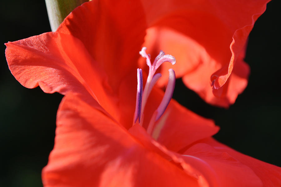 Macro Red Punch Gladiolus Flower Sunny Backlighting Photograph by Gaby Ethington