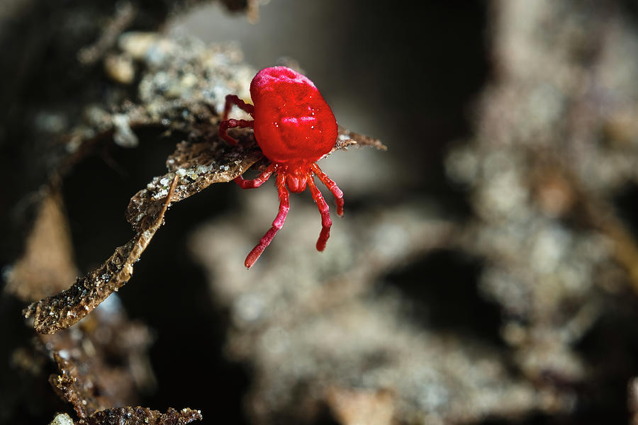 Macro Red Velvet Mite Photograph by Aron Sanzio | Pixels