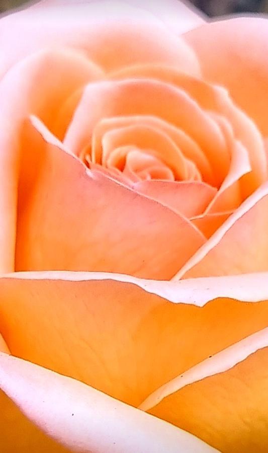 Macro Rose in Peach Photograph by Loraine Yaffe