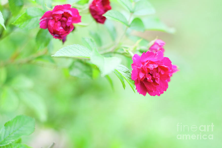 Macro Shot Of Blooming Rose Bush Over Blurred Background Photograph
