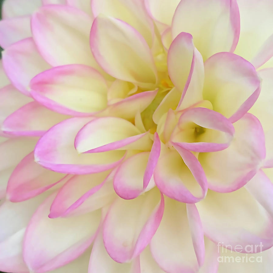 Macro Soft Pink, Yellow And White Dahlia Bloom Digital Art by Kirt Tisdale