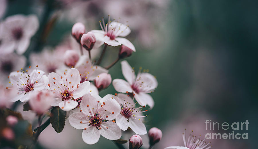 Macro Spring Blossom Flower On Dark Background. Photograph