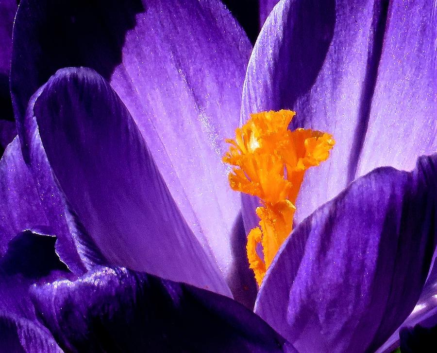 Macro Springtime Bloom Photograph by Linda Stern