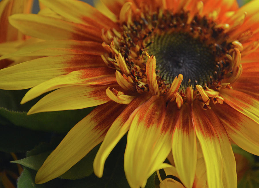 Macro- Sunflower Photograph by Whispering Peaks Photography