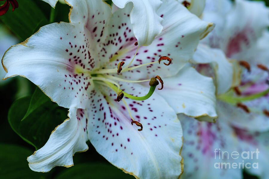 Lily Photograph - Macro White Lily by Robert Bales