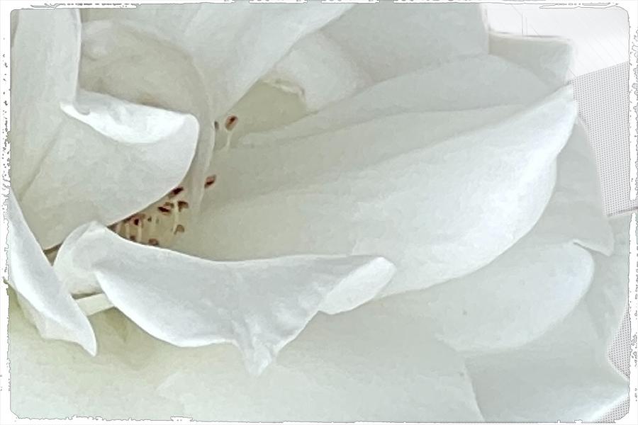 Macro white Rose Digital Art by Kathleen Boyles