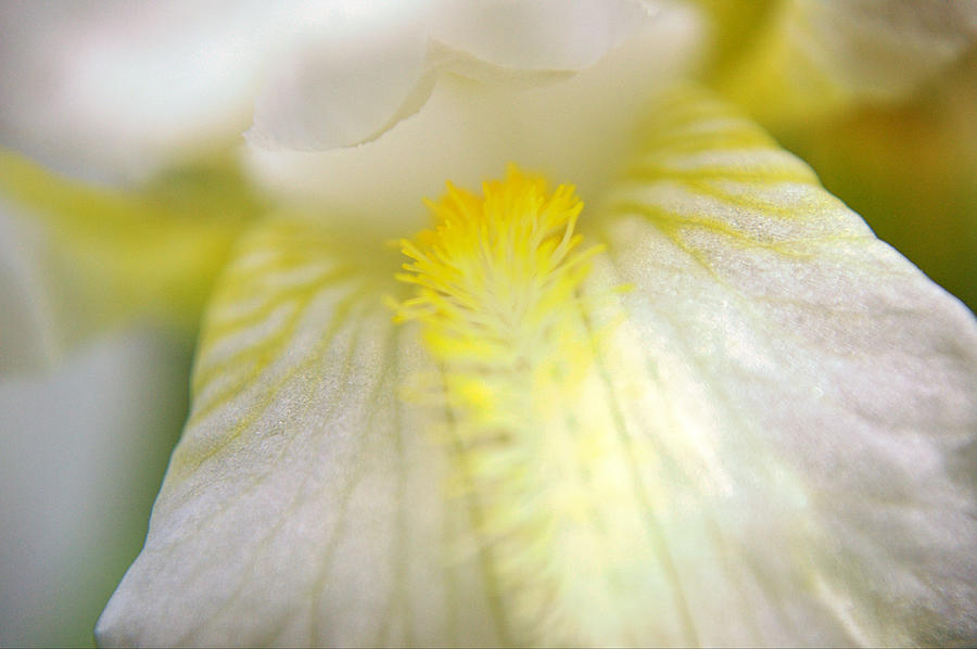 Macro White Yellow Iris Flower Photograph by Gaby Ethington