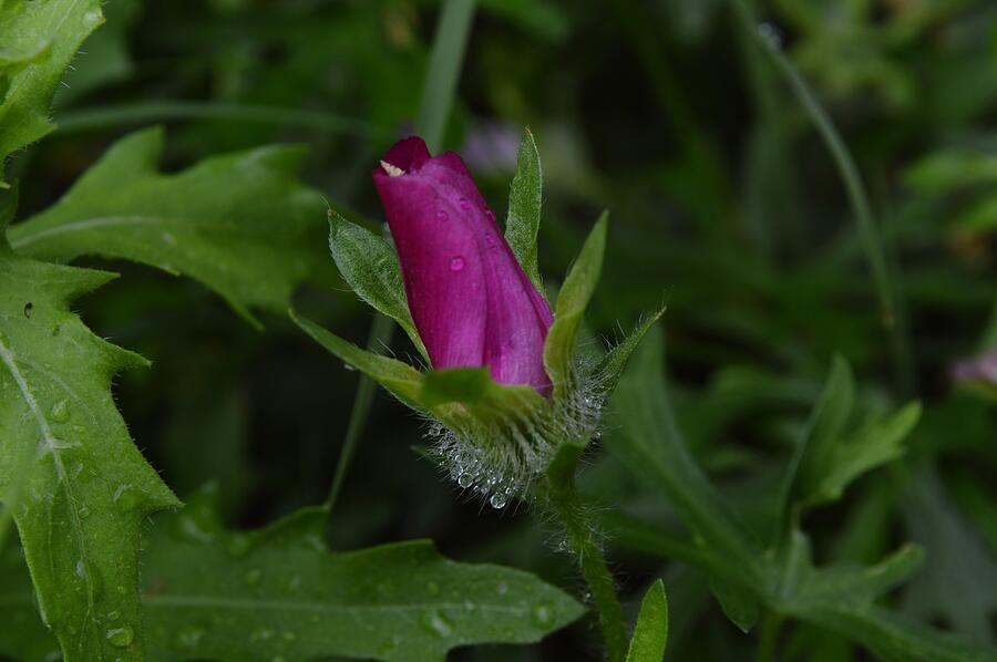 Macro Wine Cup Wildflower with Water Drops Photograph by Gaby Ethington ...