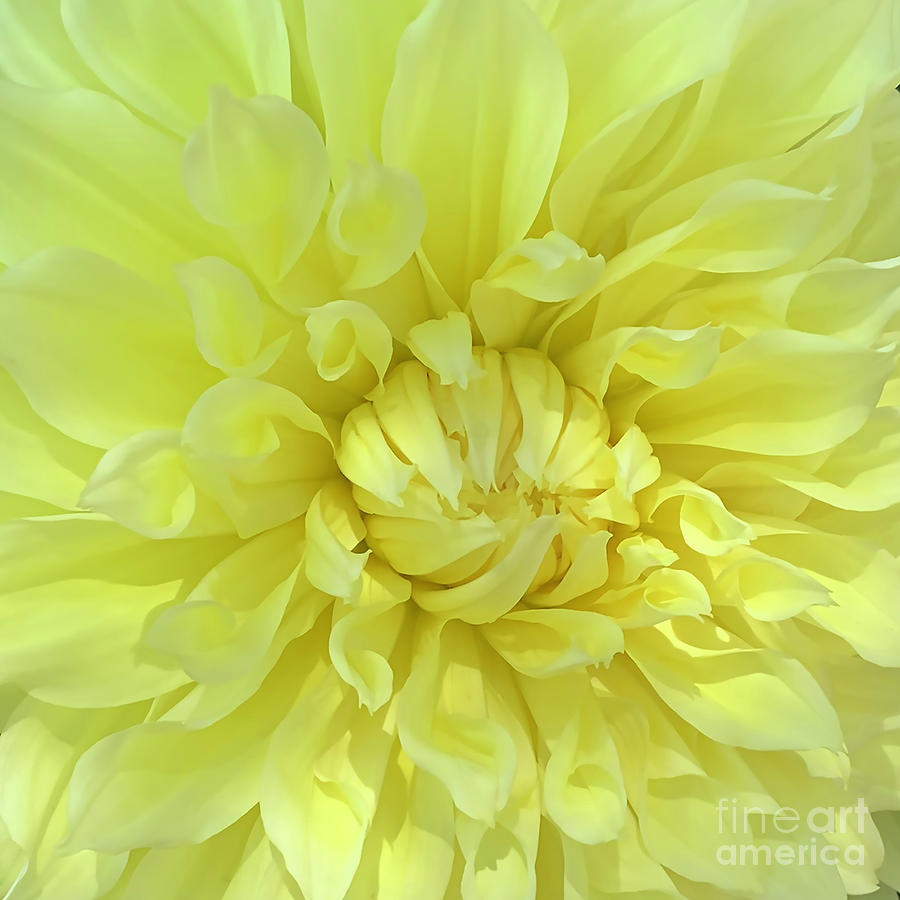 Macro Yellow Dahlia Bloom Digital Art by Kirt Tisdale