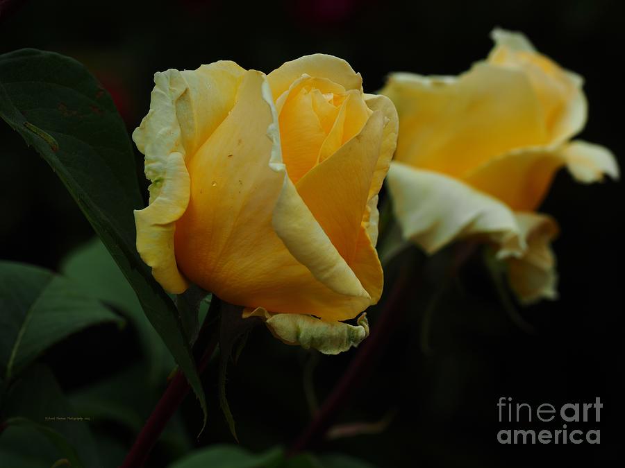 Macro Yellow Roses Photograph by Richard Thomas