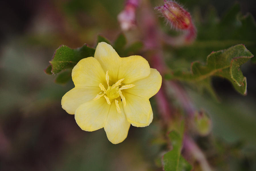 Macro Yellow Wildflower Photograph by Gaby Ethington