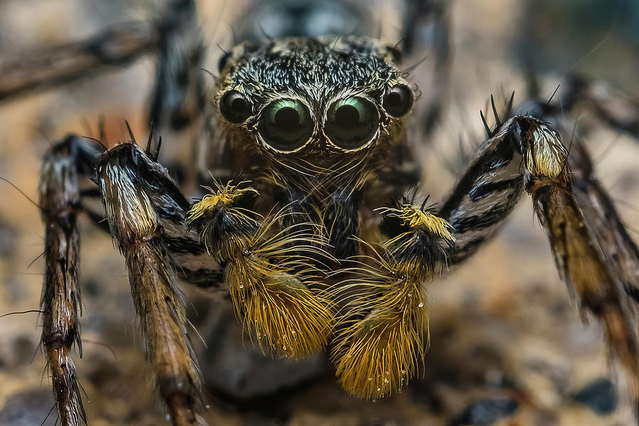 Macro Zebra Jumping Spider Photograph by Aron Sanzio Pixels