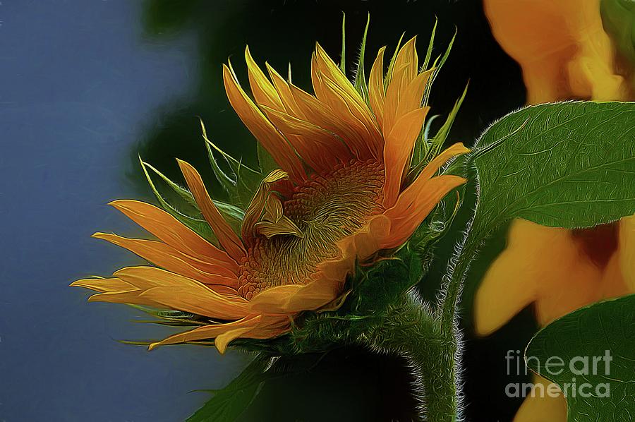 Sunflower Photograph - Macronicity by John Kolenberg