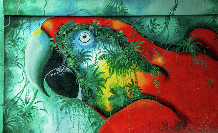 Mad, Mad, Macaw, Costa Rican Street Art Mural Photograph by Marcy Wielfaert
