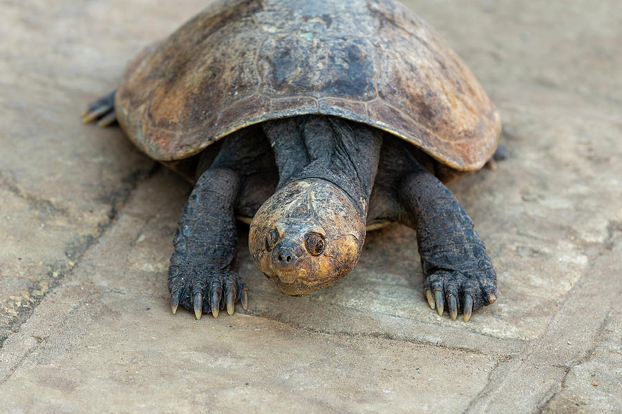 Madagascan big-headed turtle, Erymnochelys madagascariensis ...