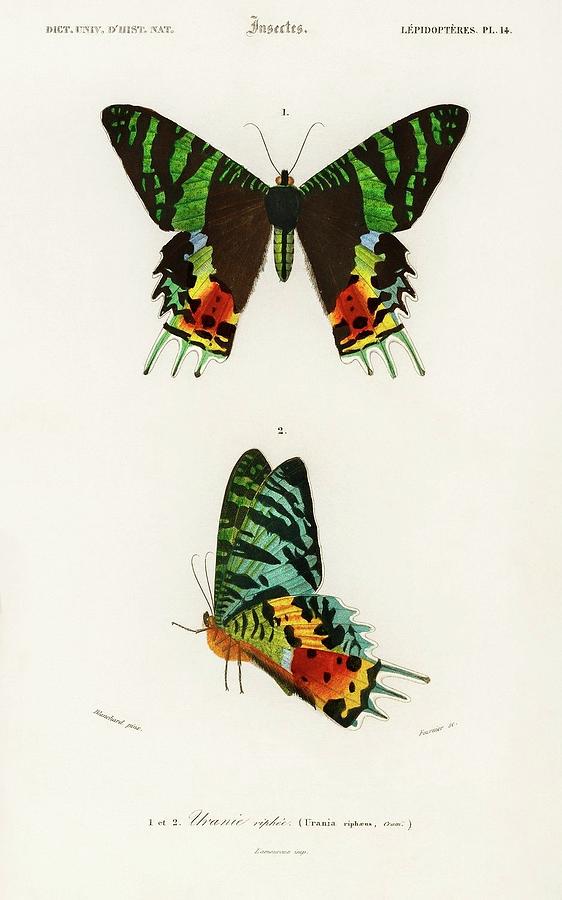 Madagascan Sunset Moth Urania Riphaeus illustrated by Charles ...